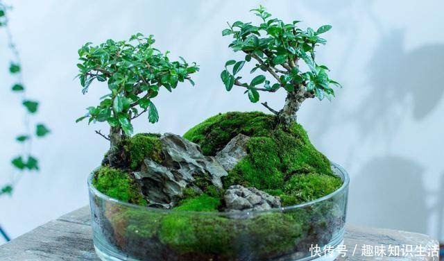 论水的重要性!盆景放苔藓该怎么浇水!
