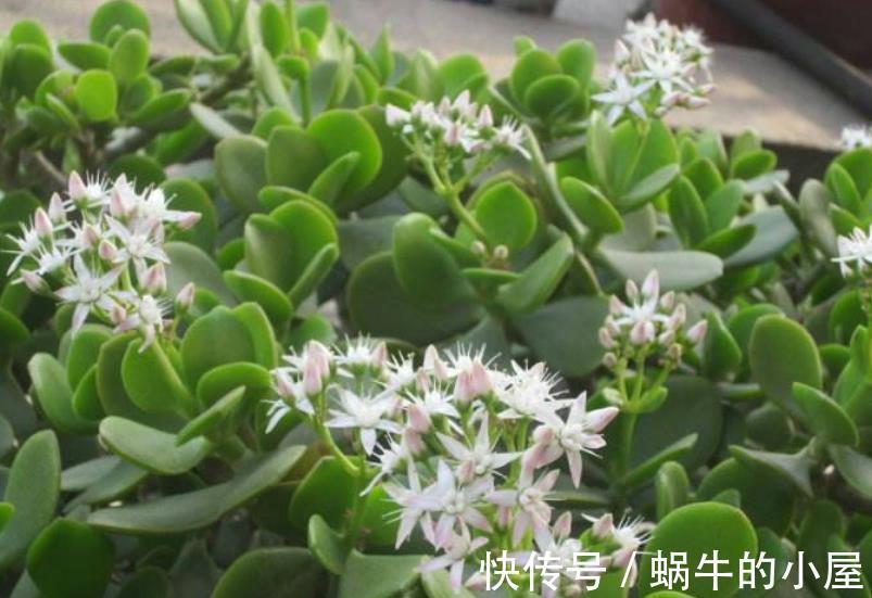 养了4年的玉树终于开花了,毫无保留分享经验给你,新手也会养