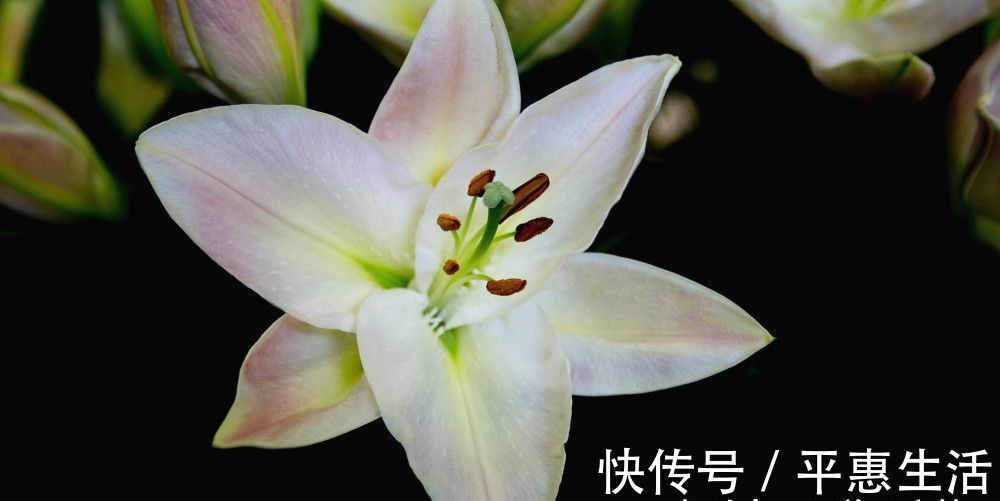 家庭生活|未来15天，缘分和桃花大胆表白，爱情红鸾星动的四大生肖