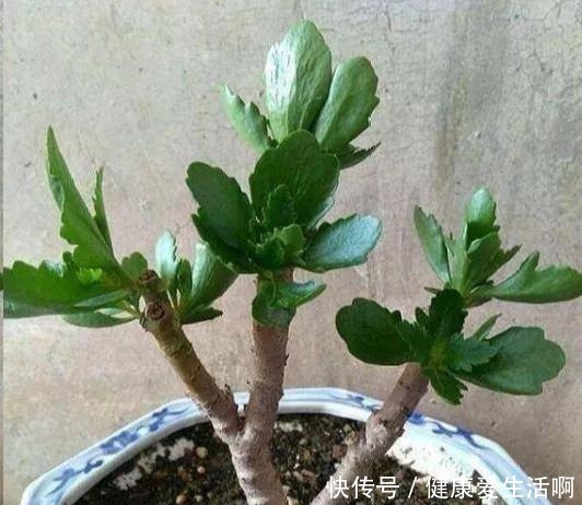 长寿花养5年,窜到一米八,三枝托九叉,开成花树,震撼全家!