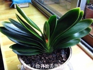 秋天养君子兰，了解掌握4个要点，越长越好，叶绿花美