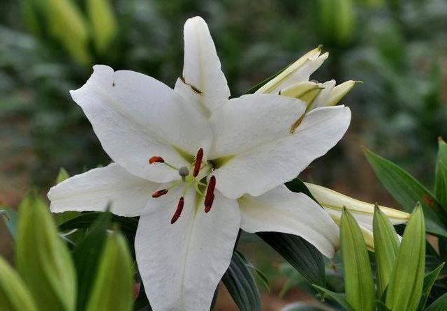 上升|糖尿病的“克星”被发现了,每天坚持吃,或能帮你稳定血糖不上升