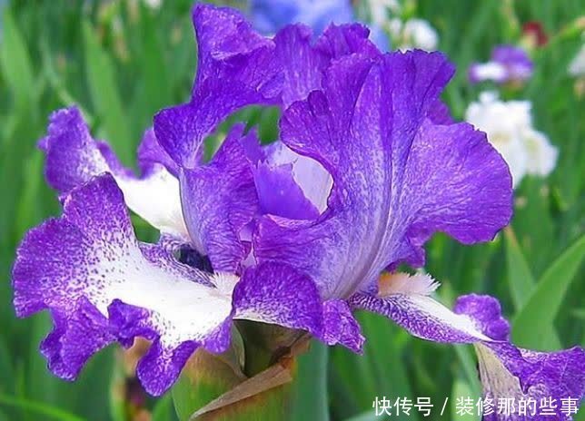 4种福运花,自带福气好养活,好养又漂亮,一开就是300多天!