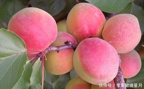 中国特色食品甘肃-平凉