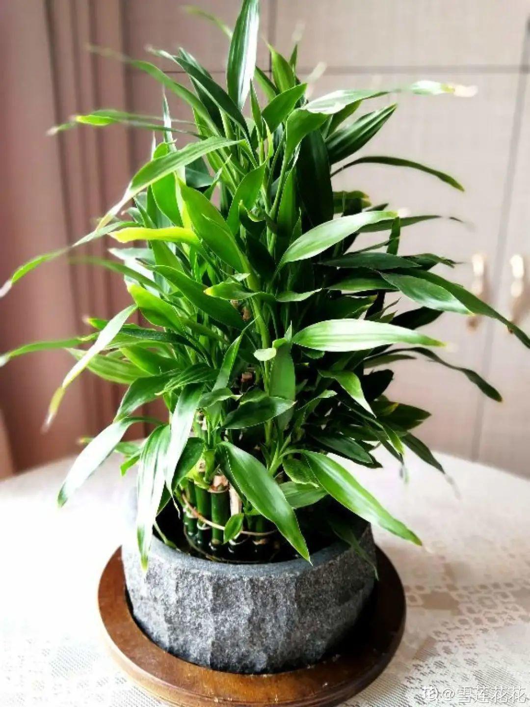 再穷也要养长寿花，寓意好、开花美，养人又养家！