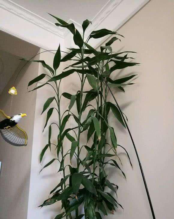 水培富贵竹|水培富贵竹,“2种料”放一点在水里,叶浓绿,15天长出白根