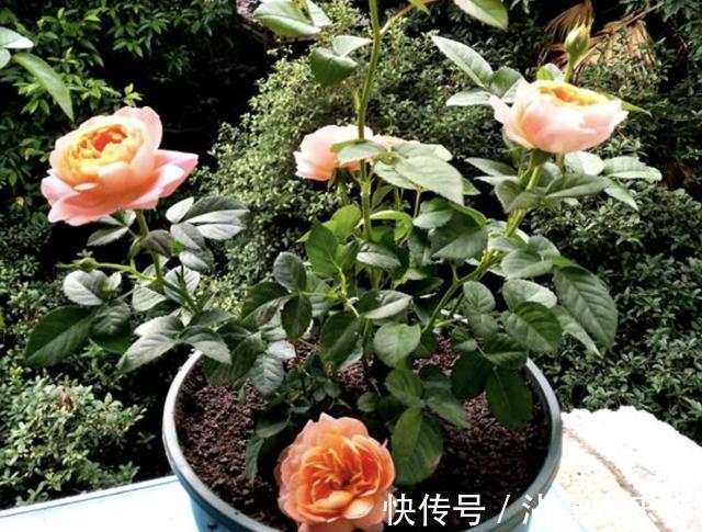 天后|月季花朵变小记得将“3步”做好,20天后花朵“拳头大”,漂亮