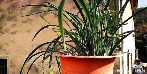 兰花架|为什么楼房阳台养兰花难是这几个原因你没懂,兰友明白了!