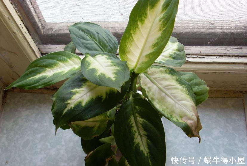 盆栽|养花就养这5款植物,大吉大利,盆栽打理方法简单