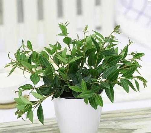 冬日浇花，牢记此4点，植物更容易活命