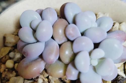 瓦盆|农村姑娘在院子里种多肉,选择多肉花盆经验分享:要好看也要实用