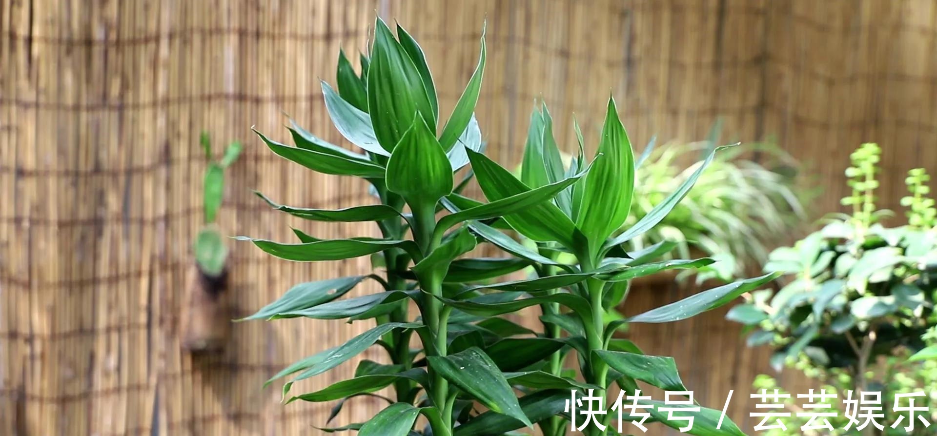 栽种|常见5种室内花,漂亮又好养,花语很吉利,你更喜欢哪一种呢