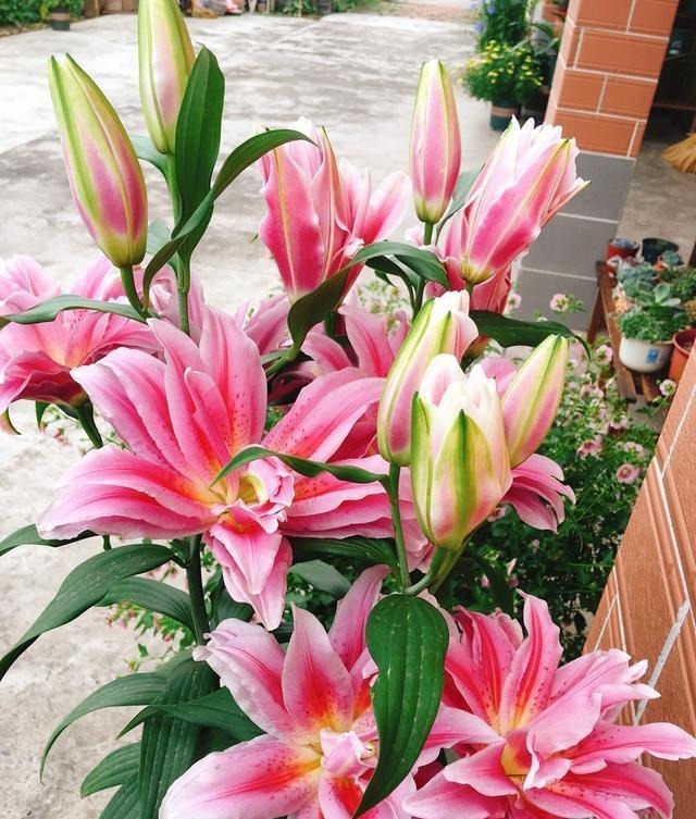 家里养花“别瞎买”,5种花是“有毒”的,对大人小孩都不好