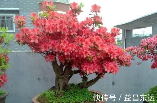 观叶|花店老板不愿透露的3个养花小技巧，学会一生受用，养花新手必看