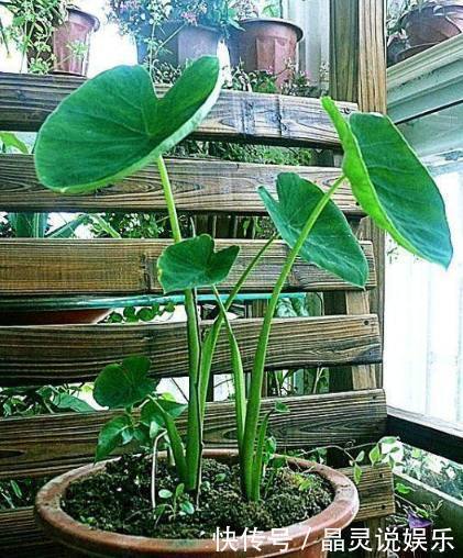 发芽|丢水里就能长得很好的6种蔬菜，比花美、比绿萝还好养！