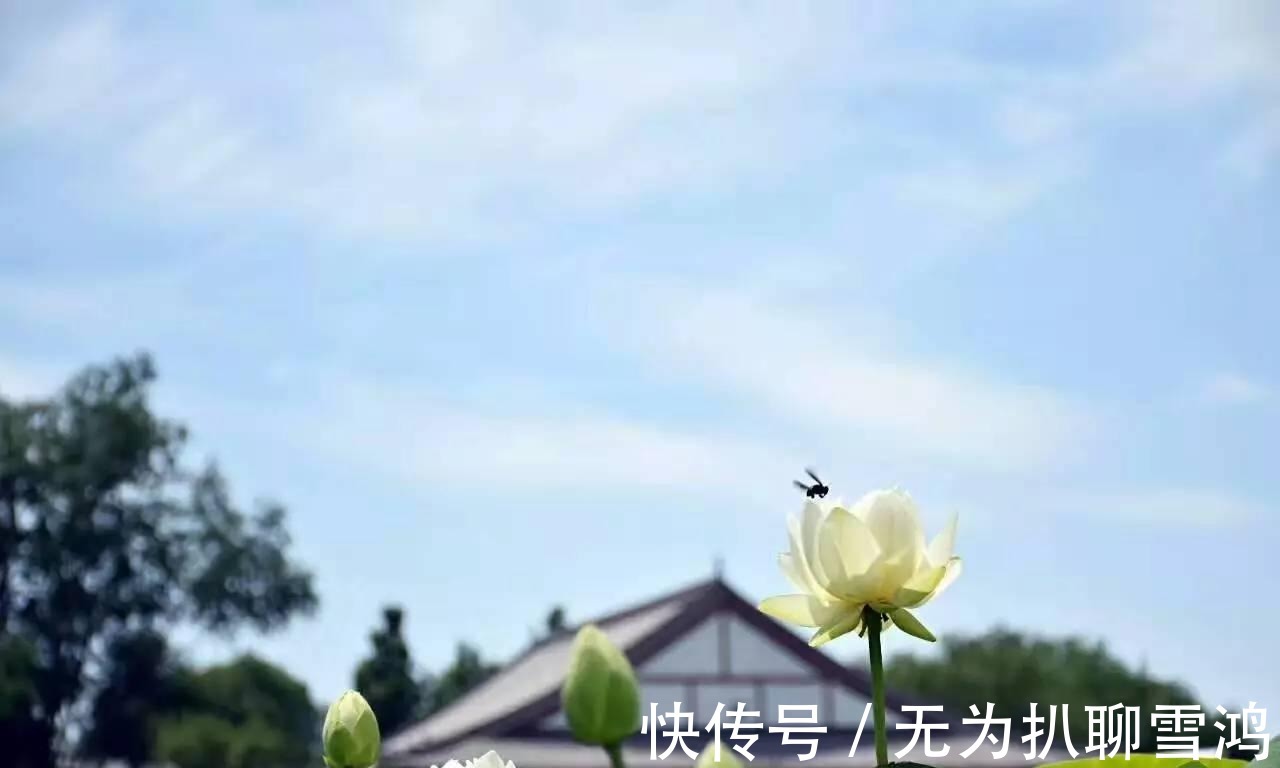 三面观音|游白洋淀赏荷花, 寻找嘎子哥的影子