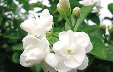 老花农说茉莉花年年开花,你需要做好这几点,香极了