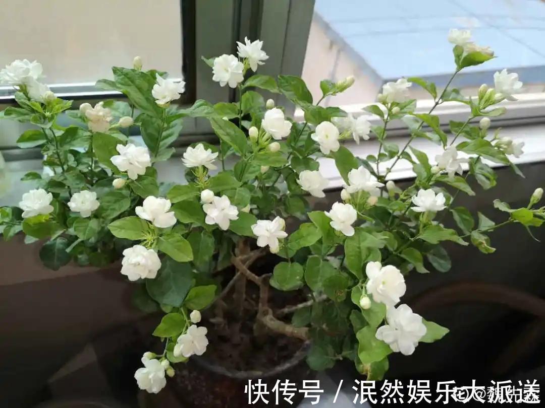 栀子花|北方家里当宝的花,南方大马路上全都是,我酸了!