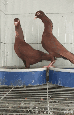 女同桌|“既然老干妈没有与腾讯合作,那么我手里这瓶老干妈是谁生产的?”哈哈哈哈qq飞妈