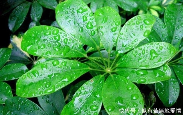 白鹤芋|人养花，花亦养人，听说聪明人都在养这五种花，你家有吗？