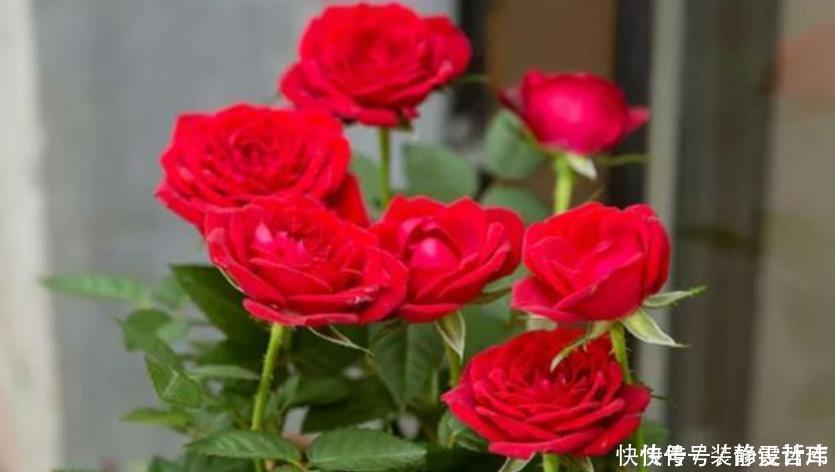 家里就养4种花,耐旱又耐晒,开花红红火火,旺财又旺运