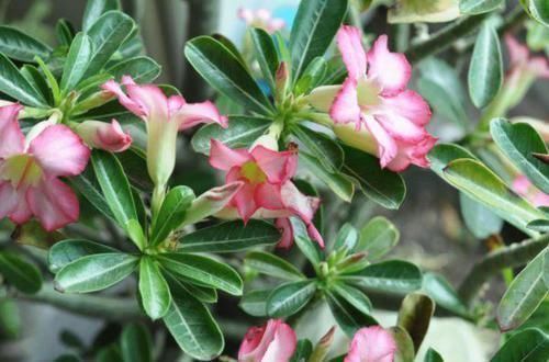 百合花开|最“贱”的4种花,开花美还好活,365天开花不断,美丽而喜庆