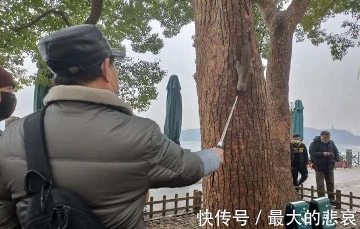 松鼠|假期最后一天，西湖边网红被抓走！大伯一句话扎心：胖得都跑不动了