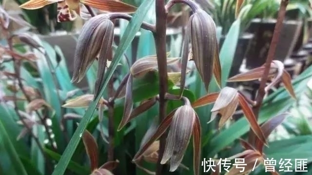 盘点:20种世界上最黑的花,黑的美,黑的妙,黑的呱呱叫