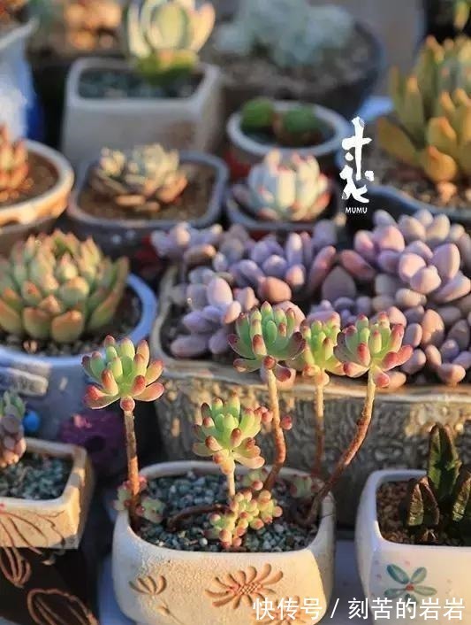 阳台上|夏天多肉的3个“臭德行”,教你几个绝招,轻松度夏