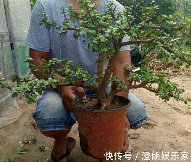 枝干|金枝玉叶如何养平时给予3个条件,枝干变得木质化,3年成老桩