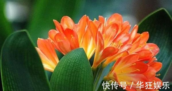 君子兰叶片长斑点这是在“求救”,这样处理,快速恢复生机