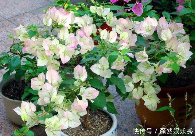 三角梅春天有“4喜”,做好了花叶一起窜,开满一树花