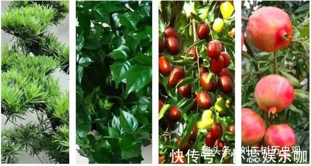 桂花树|“四树进宅,镇宅旺财”,这4种吉祥植物家里一定要有一盆