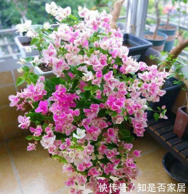 好看又好养的4种花,插土里就活,怎么晒都不死