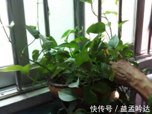 “玉米棒”还在扔往盆里一塞,等于“促花激素”,花开爆不停