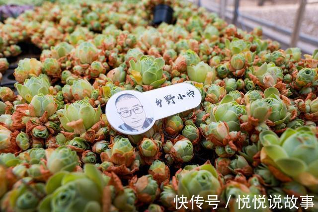 多肉植物|多肉叶片干瘪，不一定是缺水，听小帅怎么说