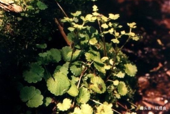 此花青翠的枝叶,娇小的外表,如同一个小女孩,清纯而娇嫩