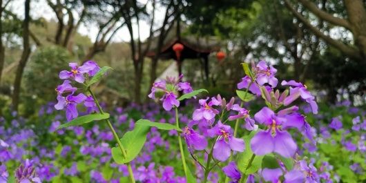 结香、茶花、喷雪花……醉白春色如此撩人，还不快来！专属免票福利