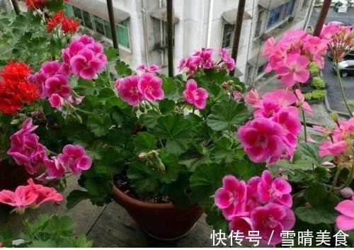 枝头|盆里扔2样东西,虫子全死光,叶子油光瓦亮,花苞挂满枝头!