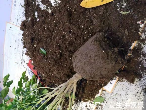 有机质|养花的土太结实?1个小窍门,土壤松软如发糕,透气不烂根!