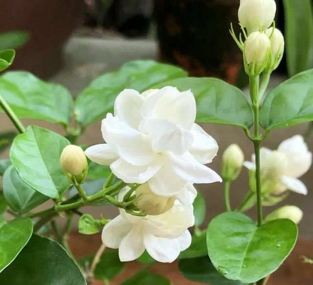 盆土|茉莉花养护的四个关键点,修剪施肥有妙招,枝繁叶茂开花爆盆