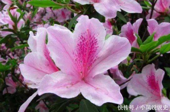 养花试试此4种，家里养一盆，花色艳丽，花开枝繁叶茂