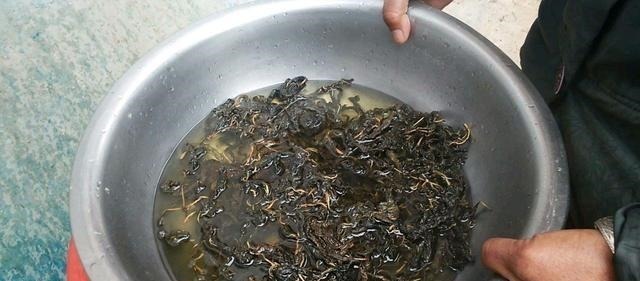 很多人只吃种子，殊不知叶子才是“宝贝”，20元1斤供不应求