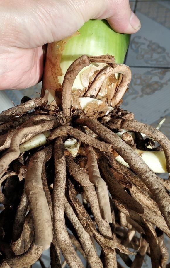 客厅|再有2个月就要过年了,买盆君子兰,摆在客厅,春节就能开花