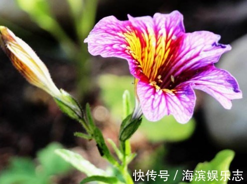 超哥|一种“混色花”养家中,花开有“10色”,花朵像喇叭,一开大半