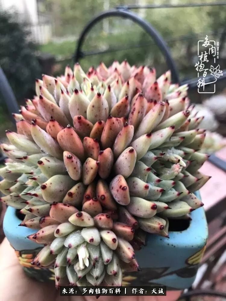 吃饱喝足，包邮区的多肉养精蓄锐准备渡劫！