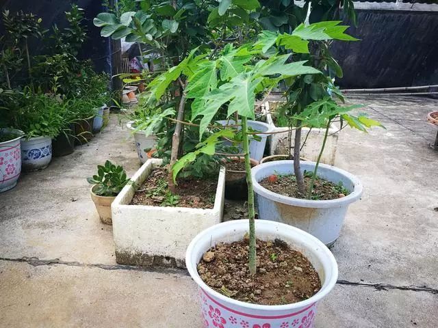 木瓜盆栽种植方法