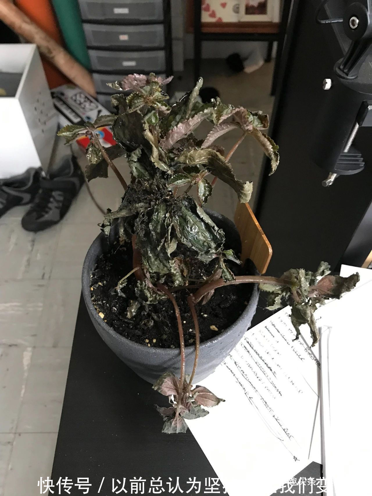 倒挂金钟盆栽买回家过几天就蔫了，花苞不断掉，啥情况呢