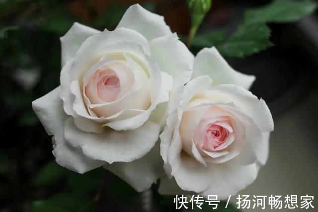 22种最漂亮的月季,一次能开300天,满屋飘香开花多