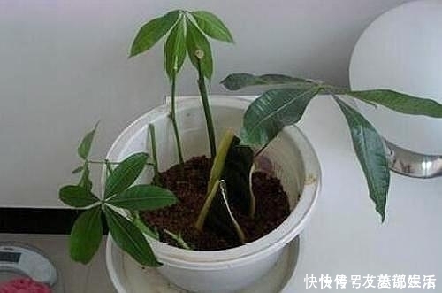 生根|这5棵“树”太贵了,偷偷摘一截枝条就养活了,不用花钱买啦!